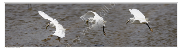 Nature in Action: Little Egret landing a fish. Limited Edition Print.